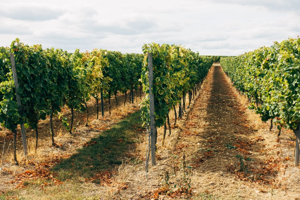 Meneghetti Winery view 2