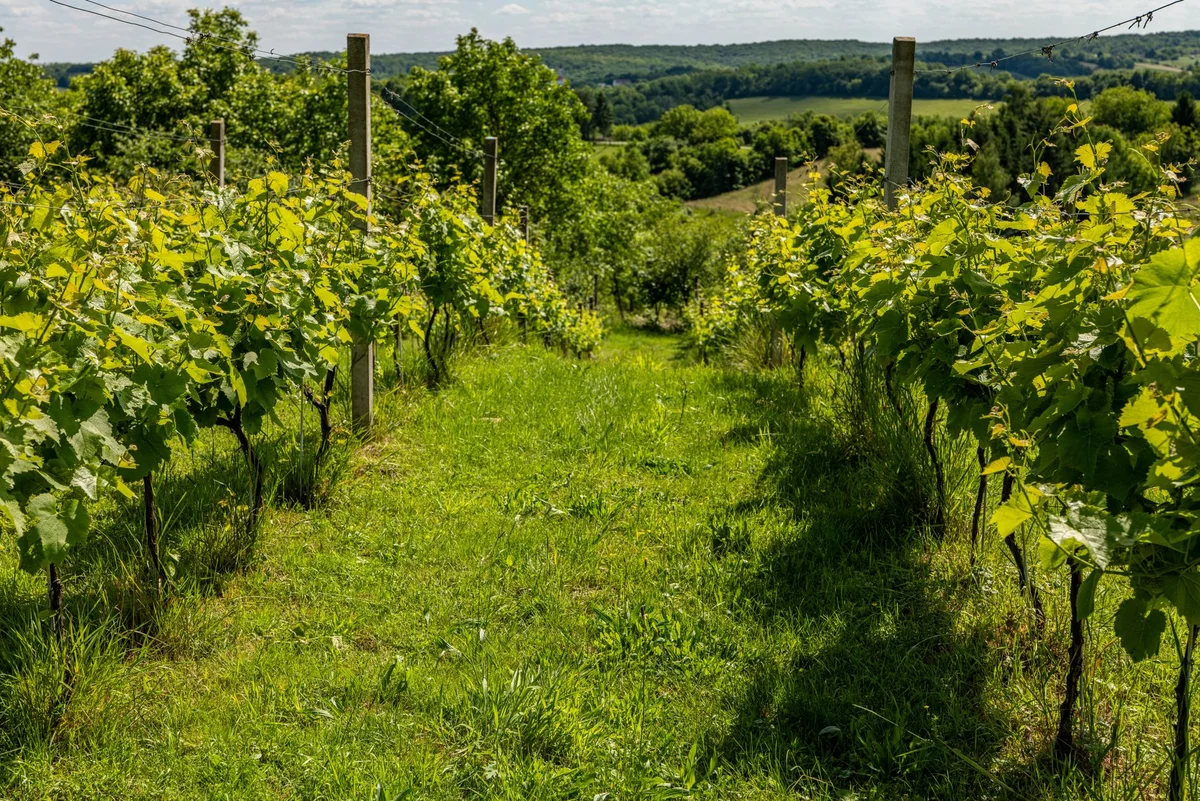 Zure Winery view 2