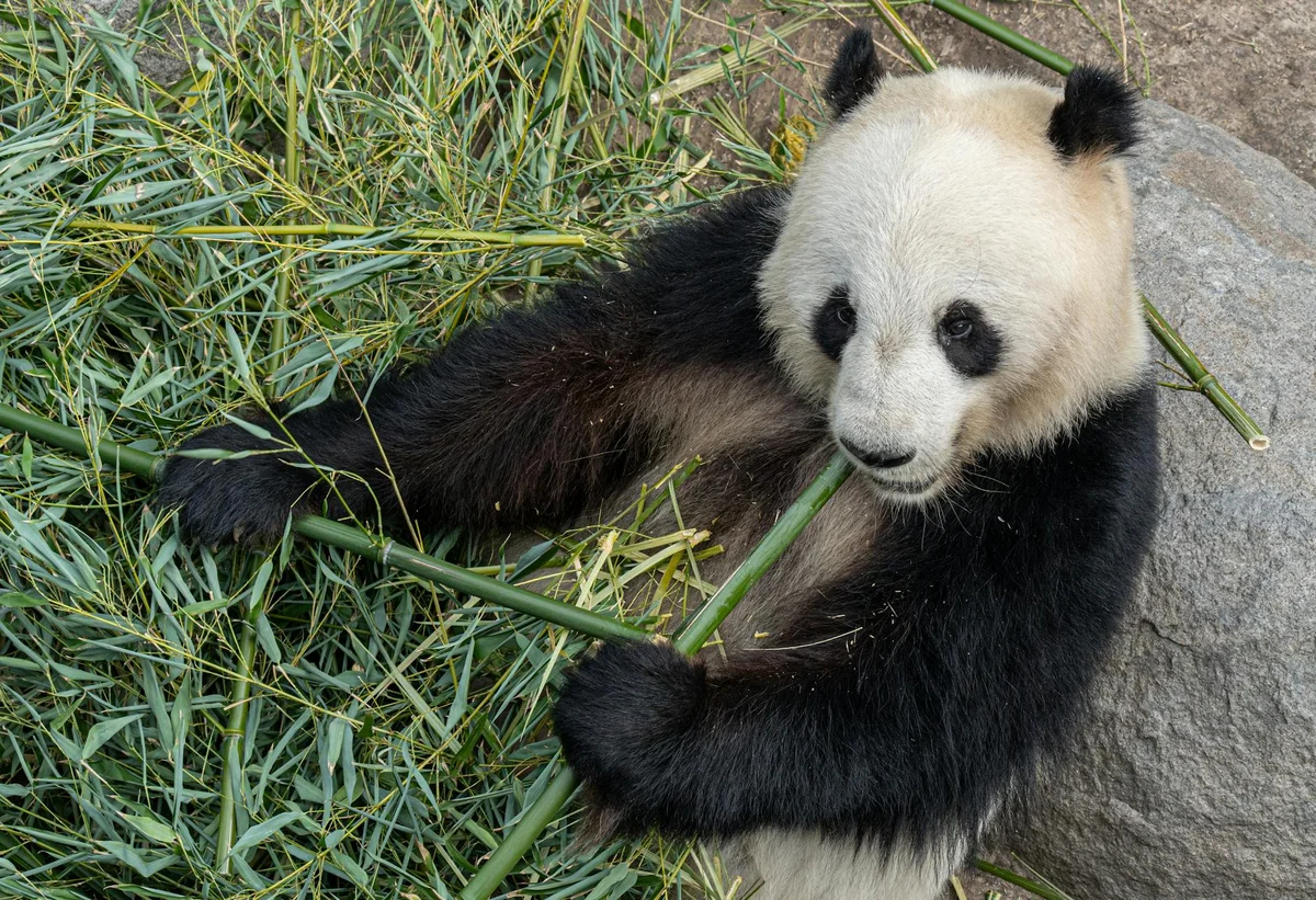 Copenhagen Zoo view 2