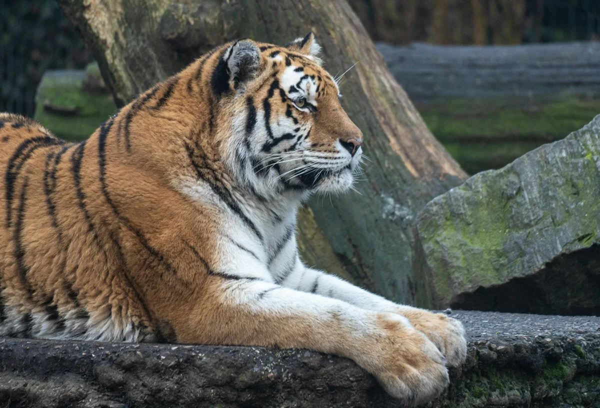 Copenhagen Zoo view 1