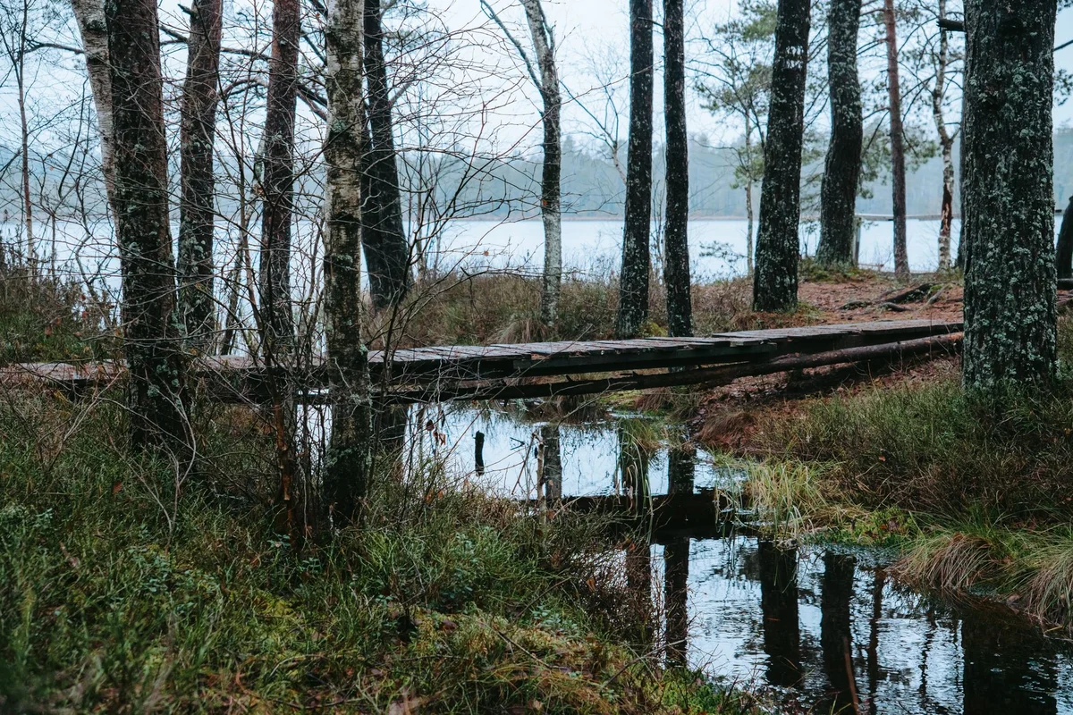 Viru Bog Trail view 1