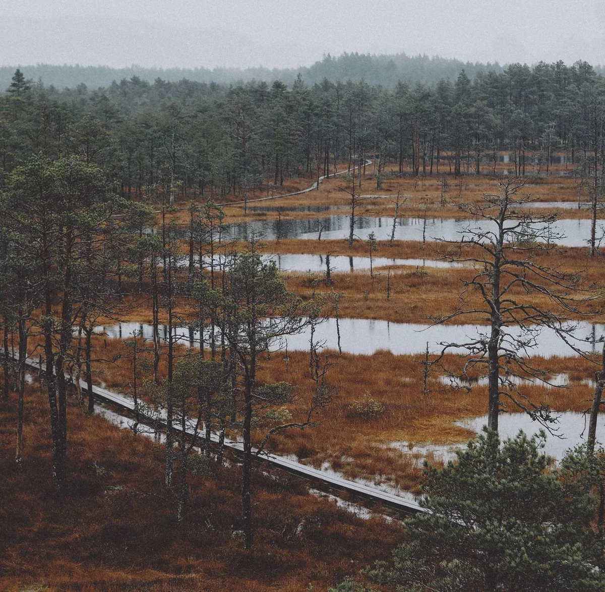 Viru Bog Trail view 2
