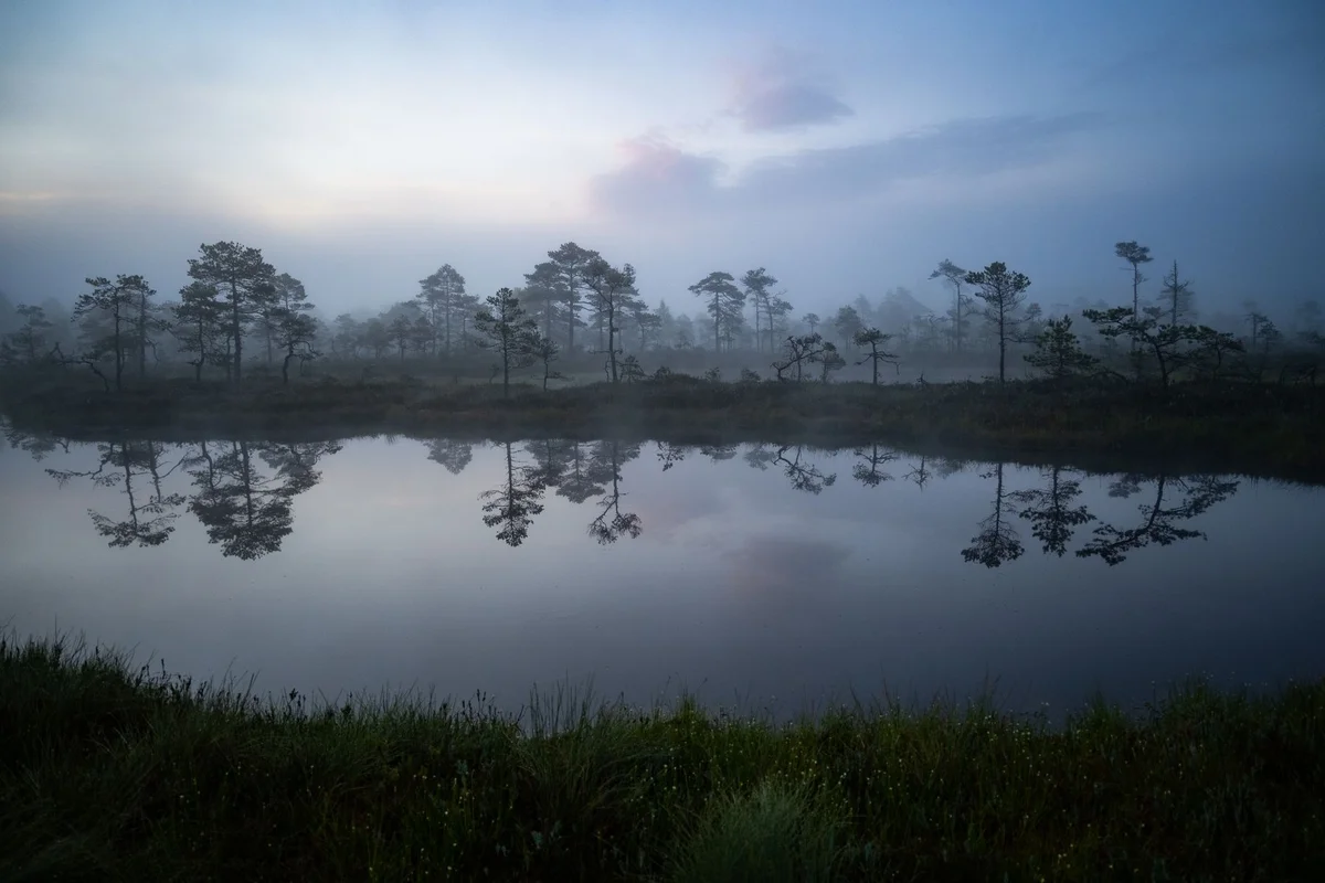 Viru Bog Trail feature