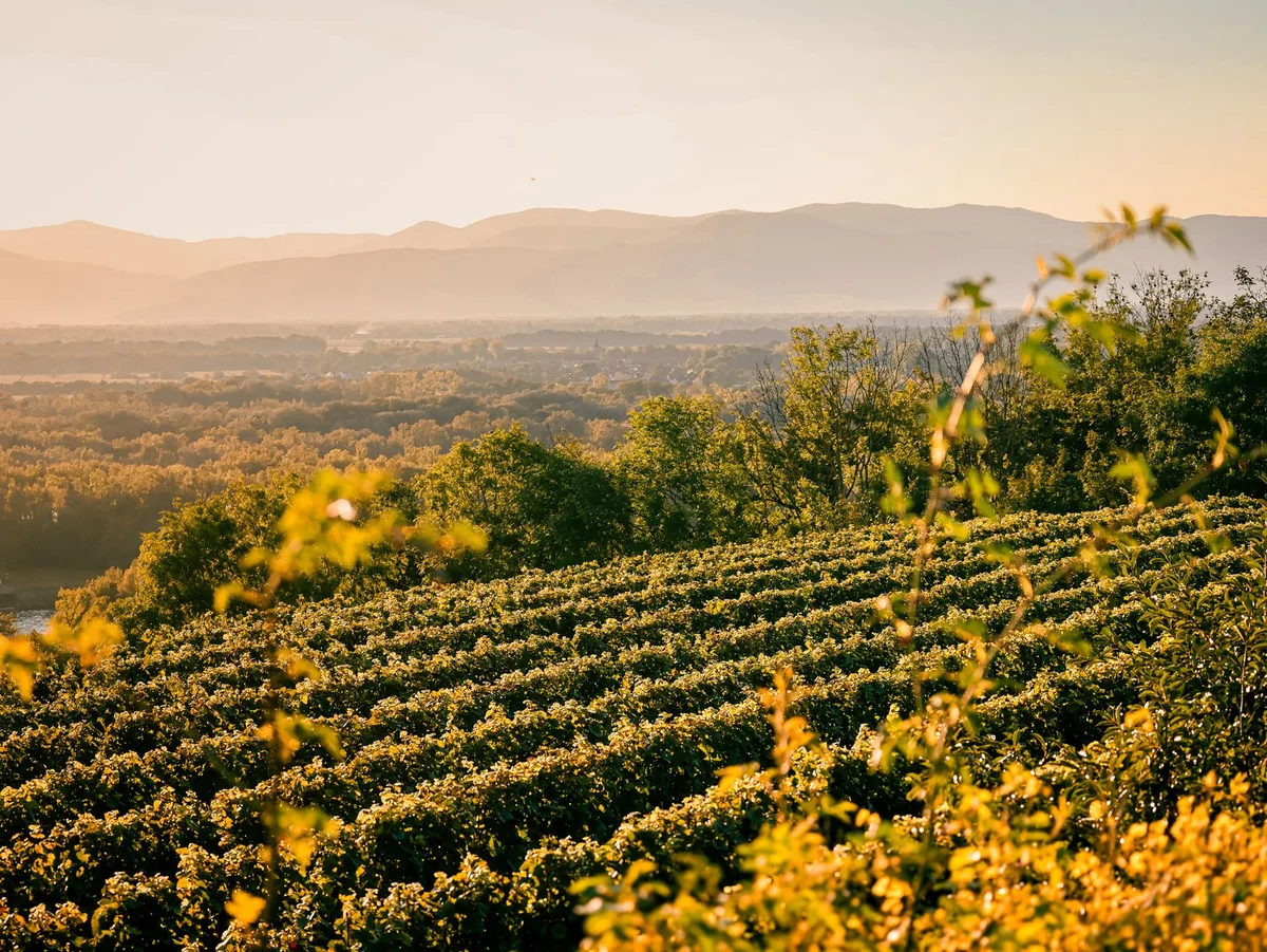 Shumi Winery view 2
