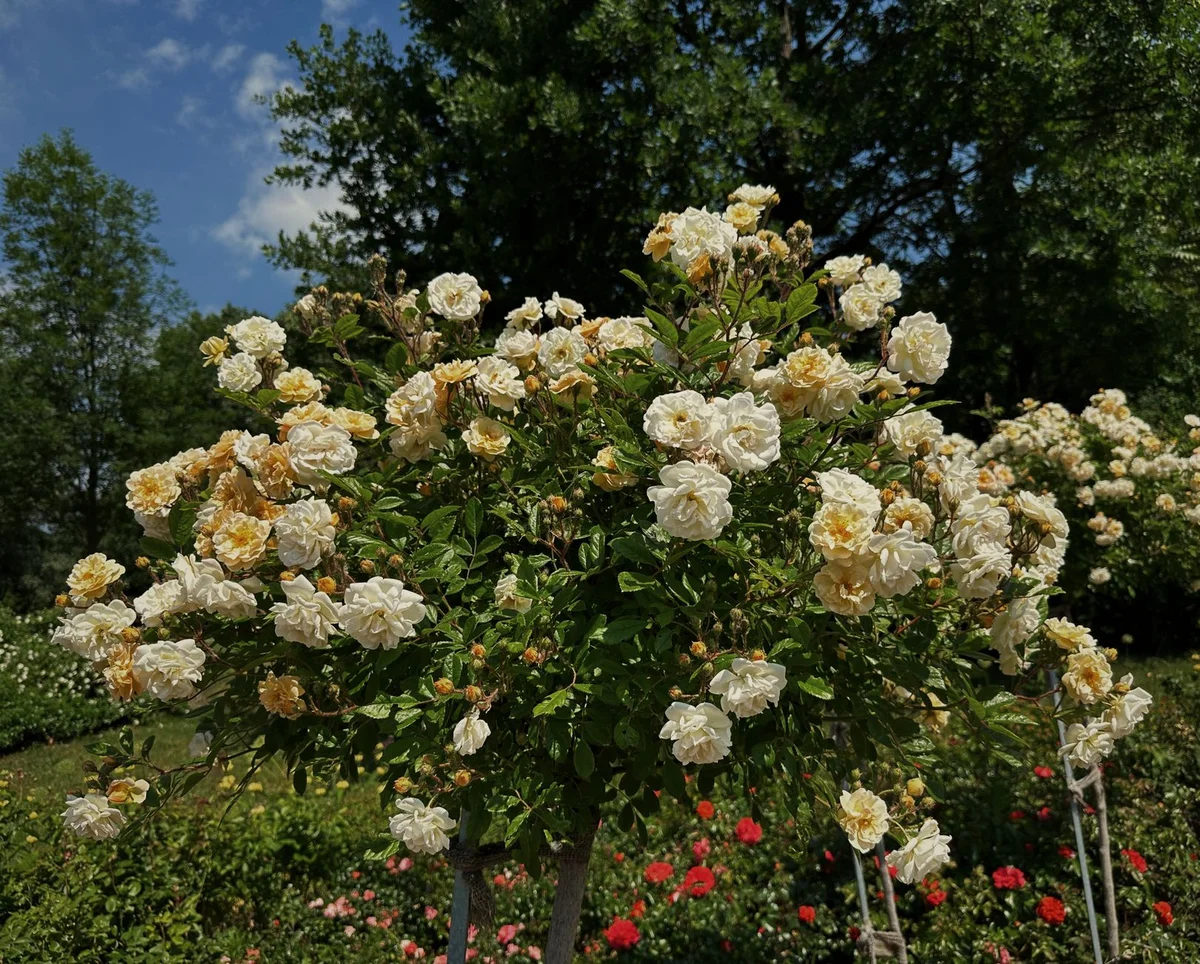 Roseninsel view 1