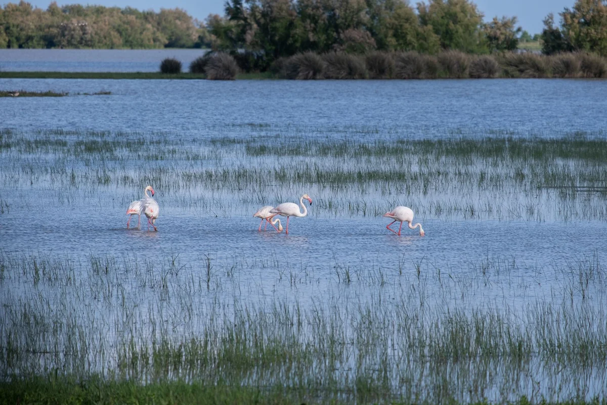 Alykes Tigaki Wetland view 2