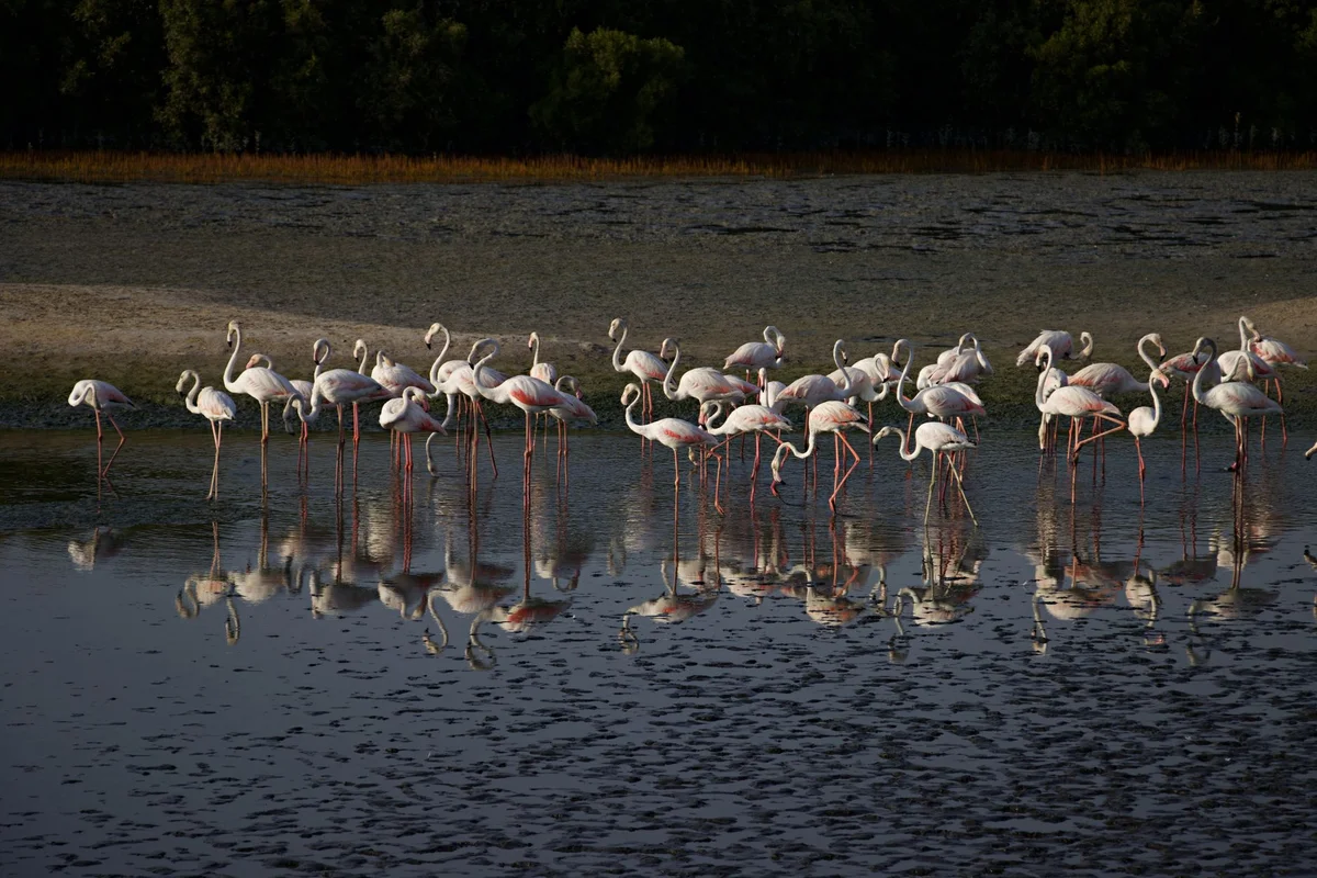 Alykes Tigaki Wetland view 1