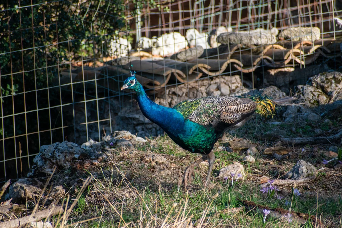 Botanical Park & Gardens of Crete view 2