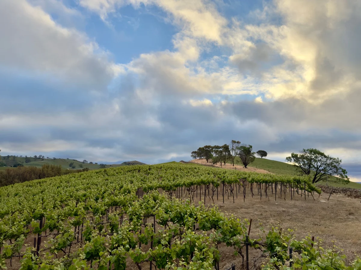 Callinico Winery feature