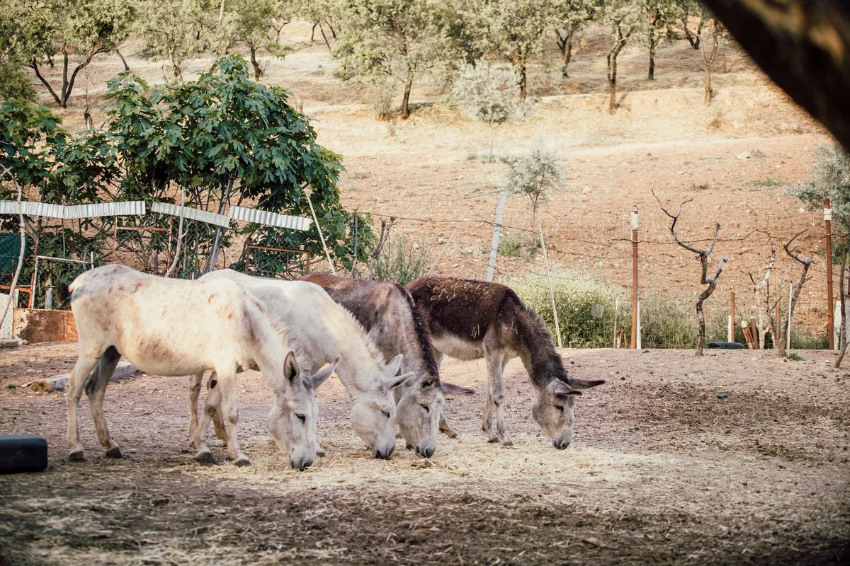 Mykonos Vioma Organic Farm view 2