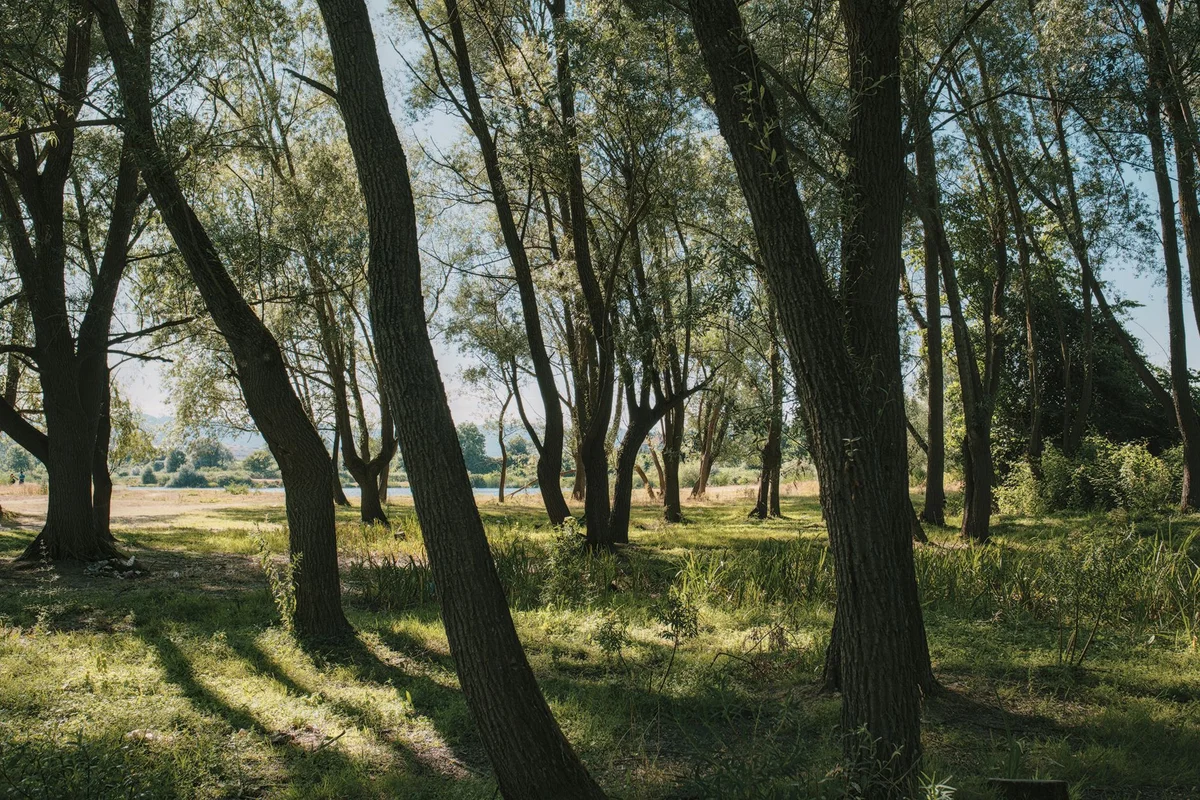 Plaka Forest view 1
