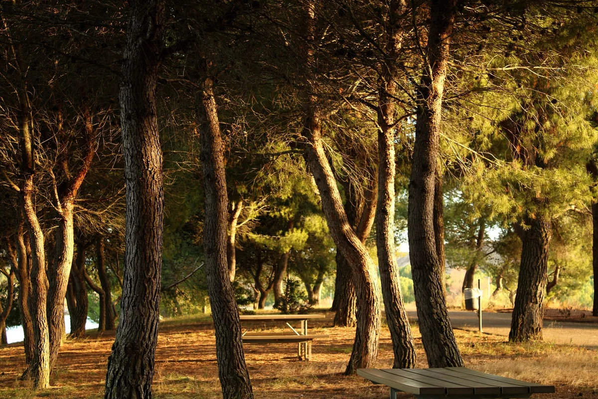 Plaka Forest view 2