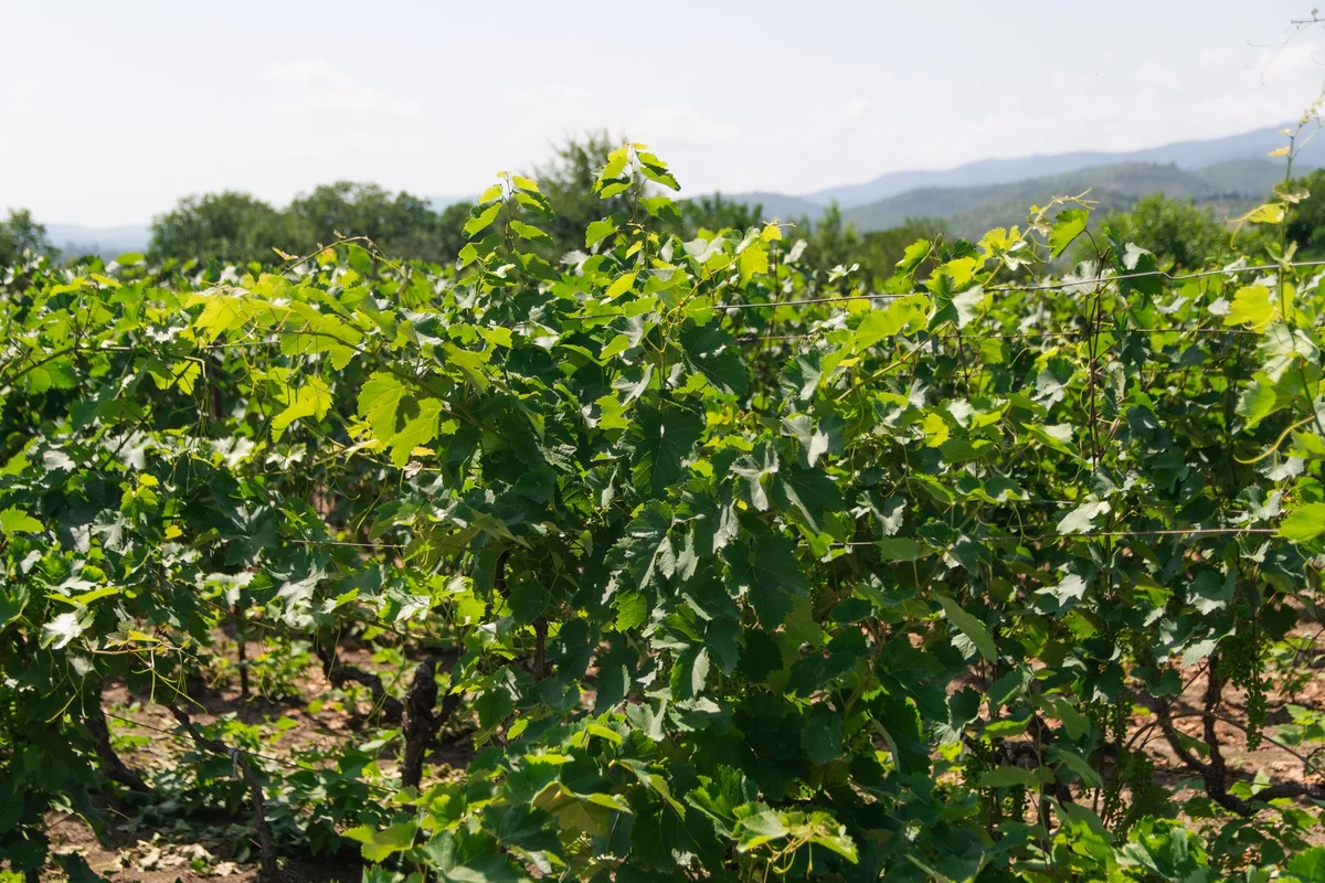 Sarris Winery view 2