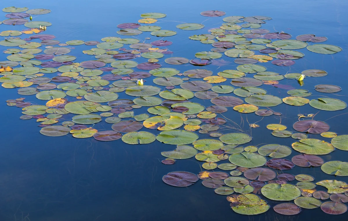 Lake Hévíz view 1