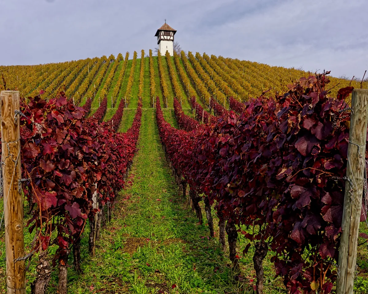 Tokaj Wine Region view 2