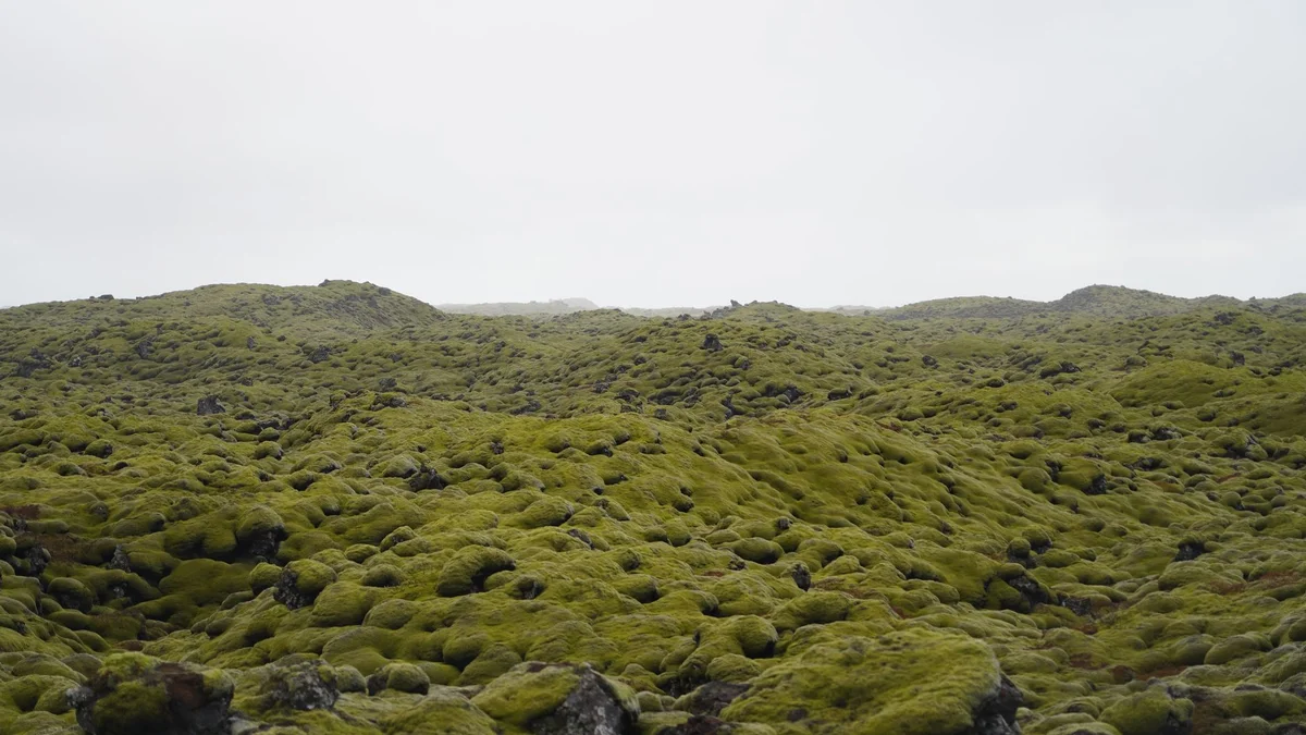 Eldhraun Lava Field view 2