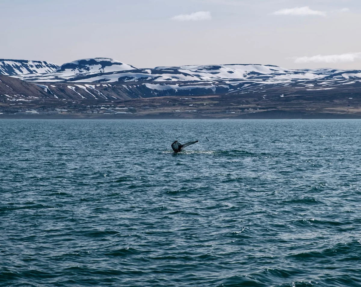 Old Harbour Whale Watching feature