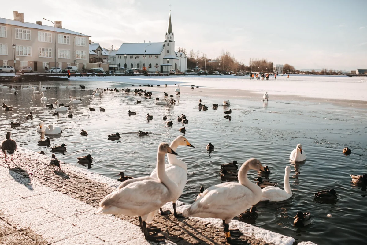 Reykjavik City Pond view 2