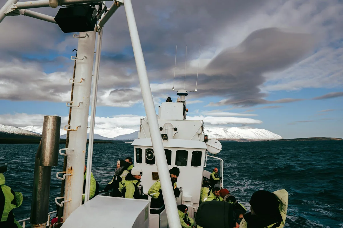 Whale Watching Reykjavik feature