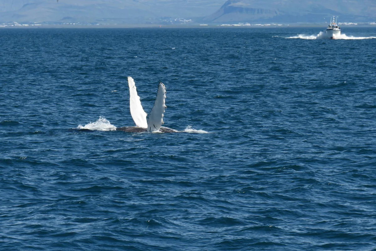 Whale Watching Reykjavik view 2