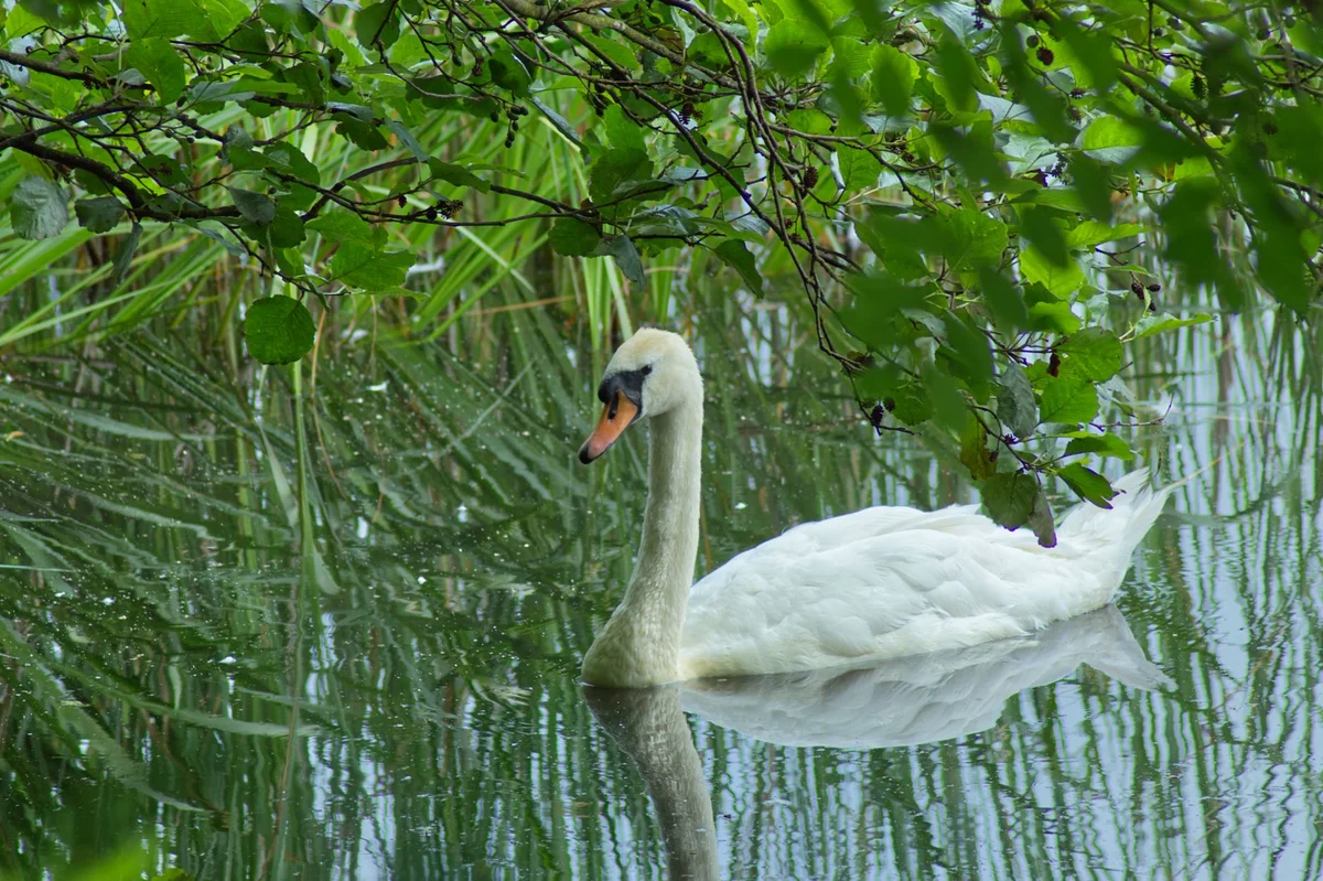 Blessington Street Basin view 2
