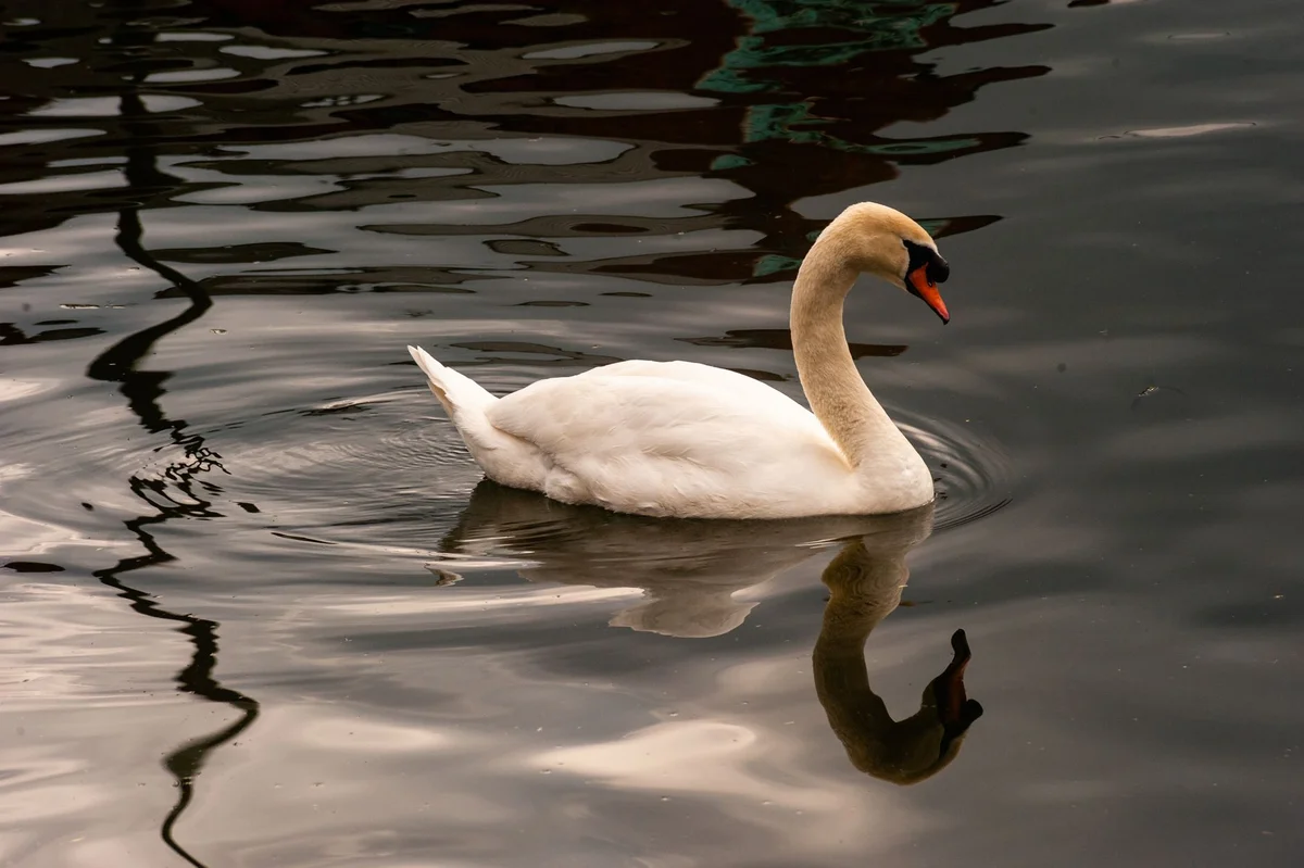 Blessington Street Basin view 1