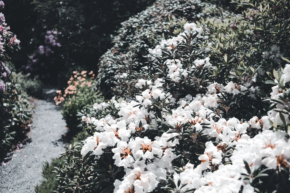 Mount Usher Gardens view 2