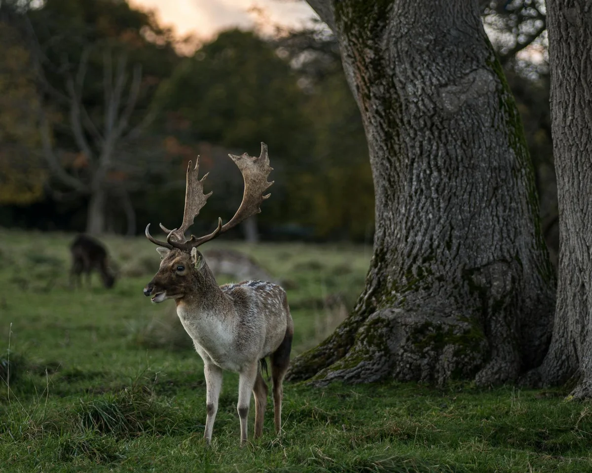 Phoenix Park view 1