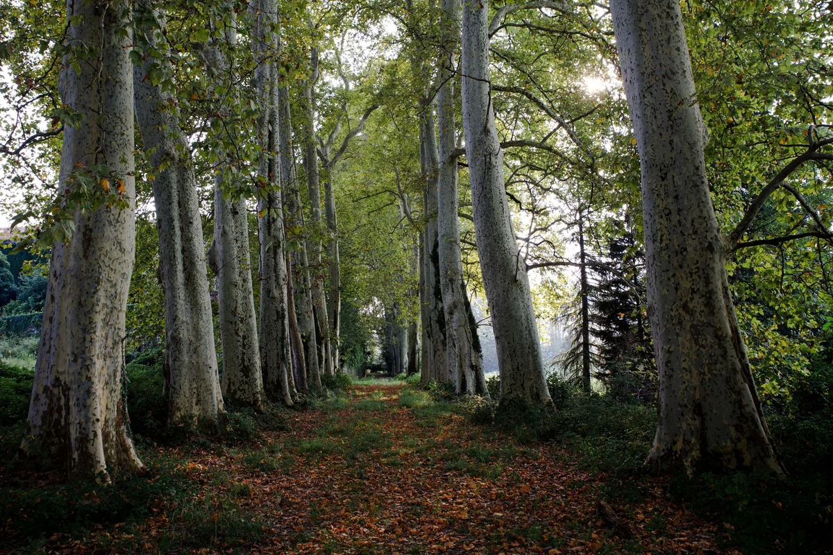 Venaria Palace Gardens view 2