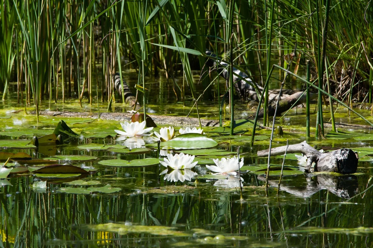 Turin Botanical Garden view 2