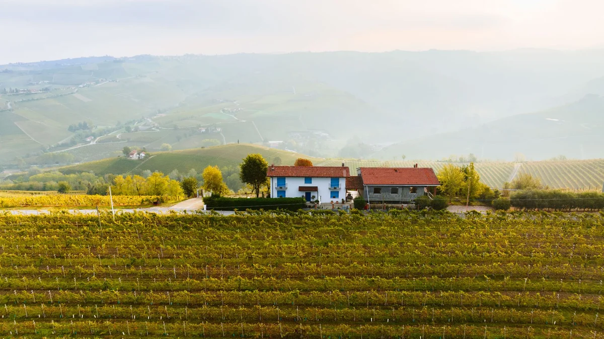 Leonardo's Vineyard view 2
