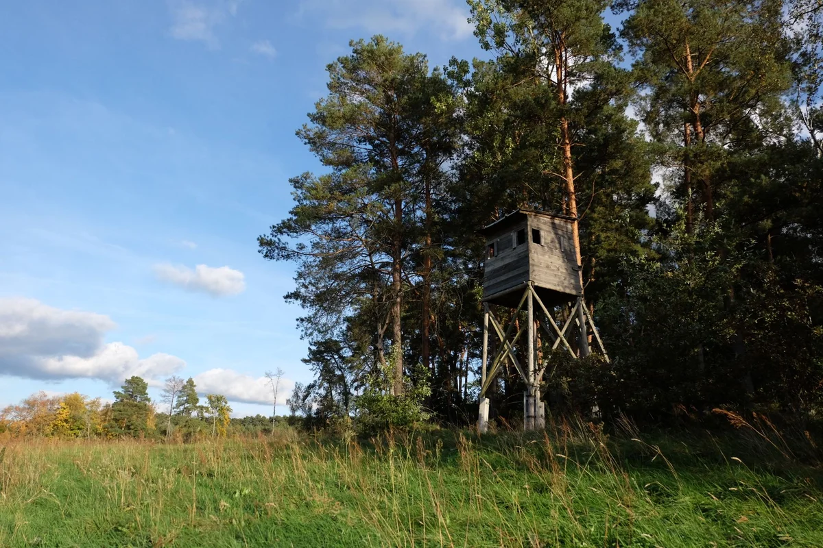 Dzintari Forest Park feature