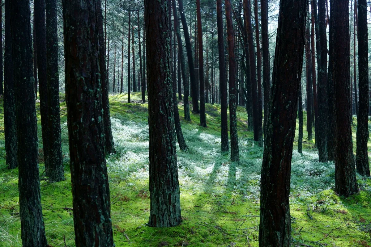 Palanga Botanical Park view 2