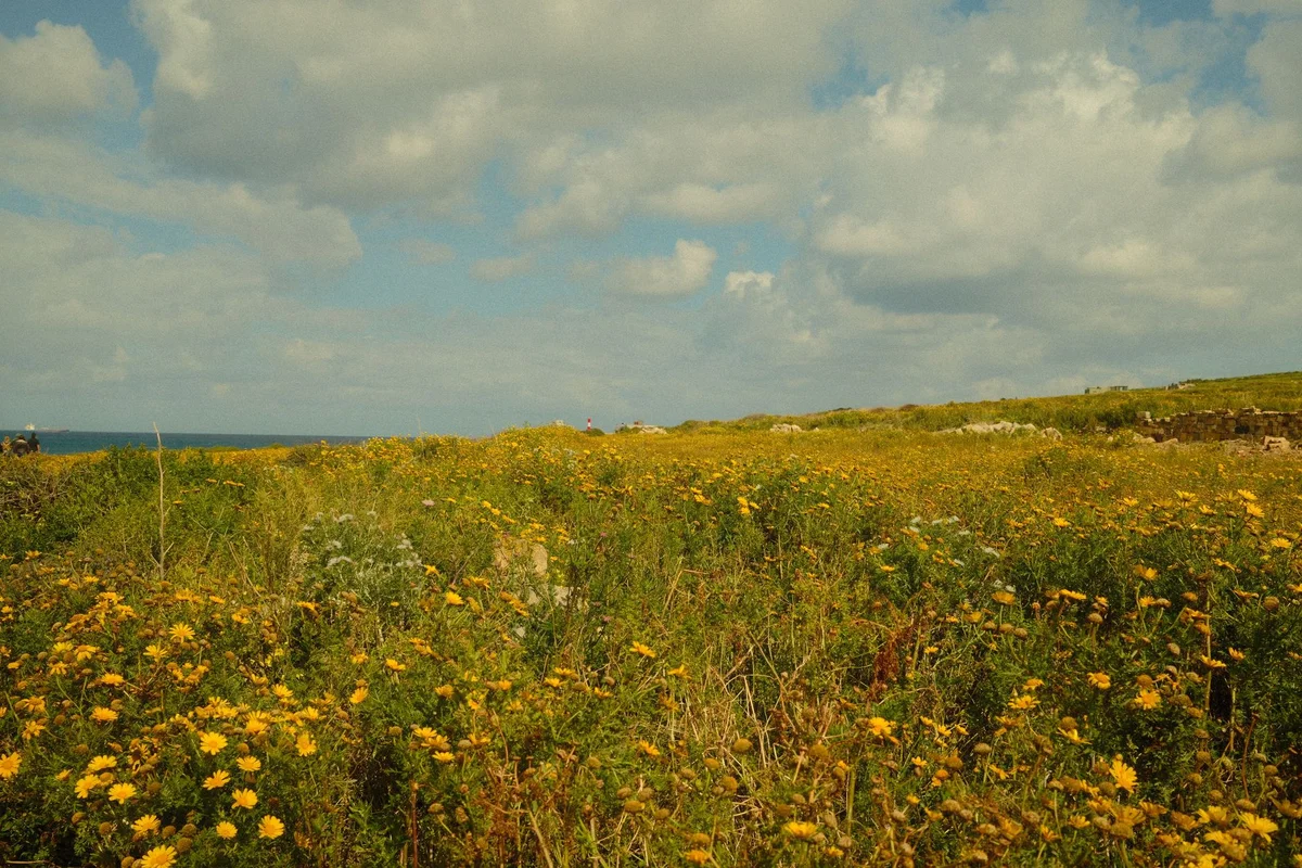 Mdina Ditch Gardens view 1