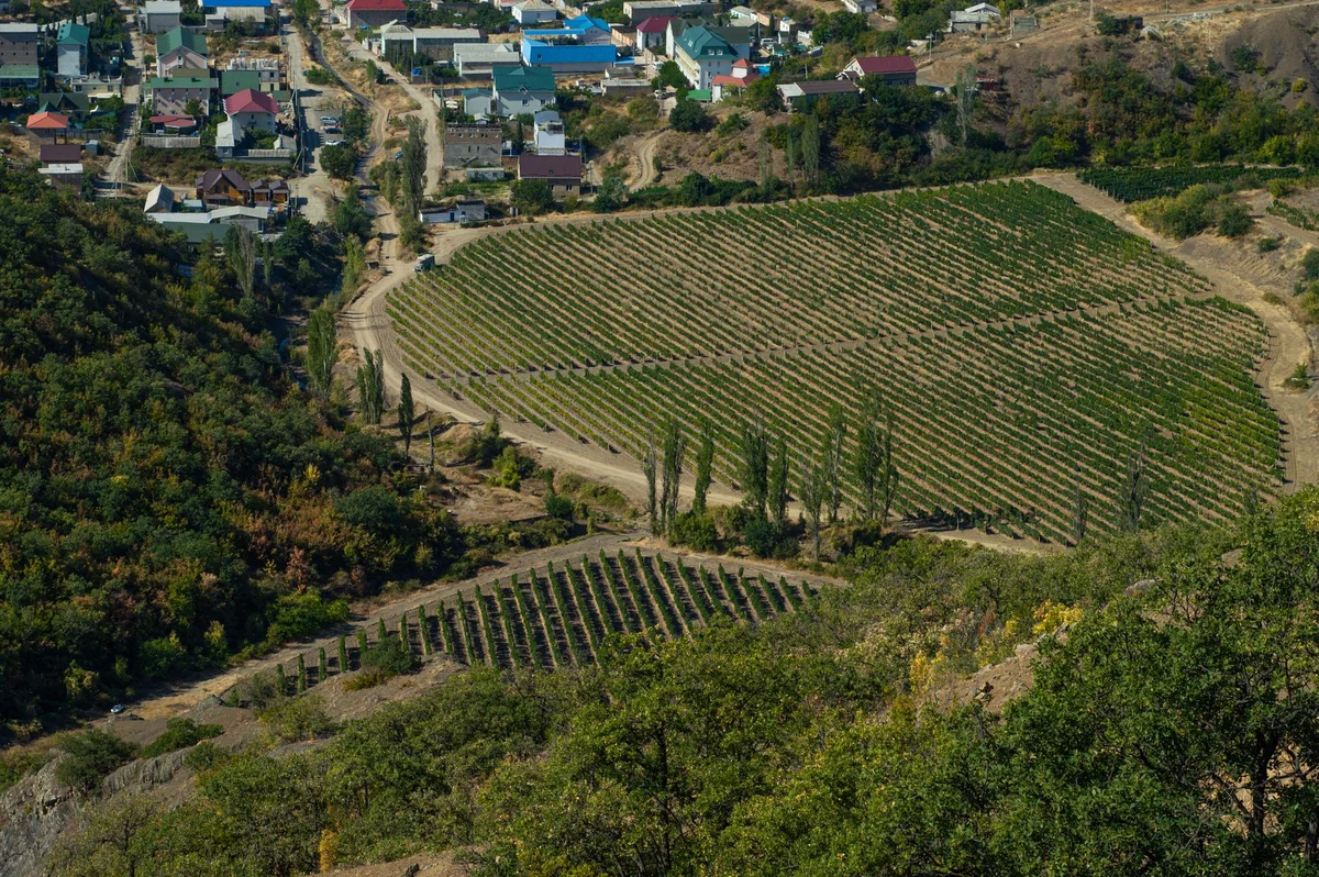 Mileștii Mici Winery view 2
