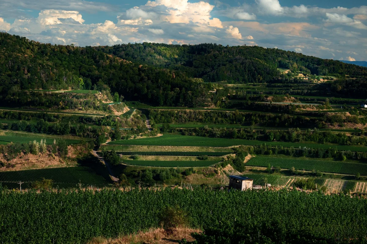 Mileștii Mici Winery view 1
