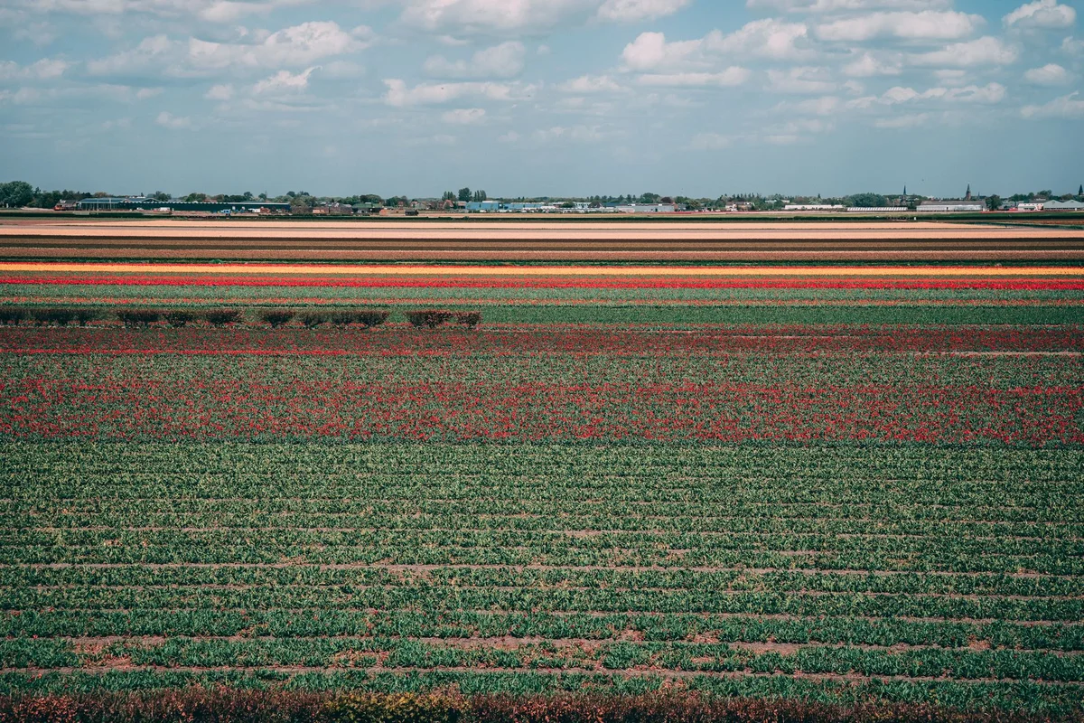 Keukenhof feature