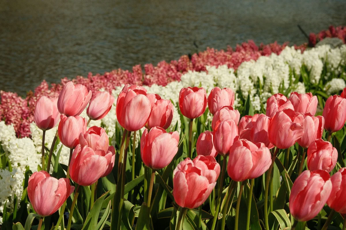 Keukenhof view 1