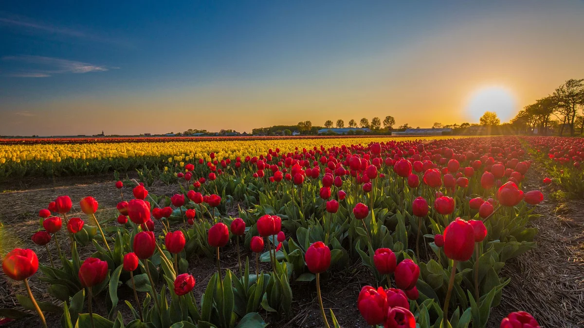 Keukenhof view 2