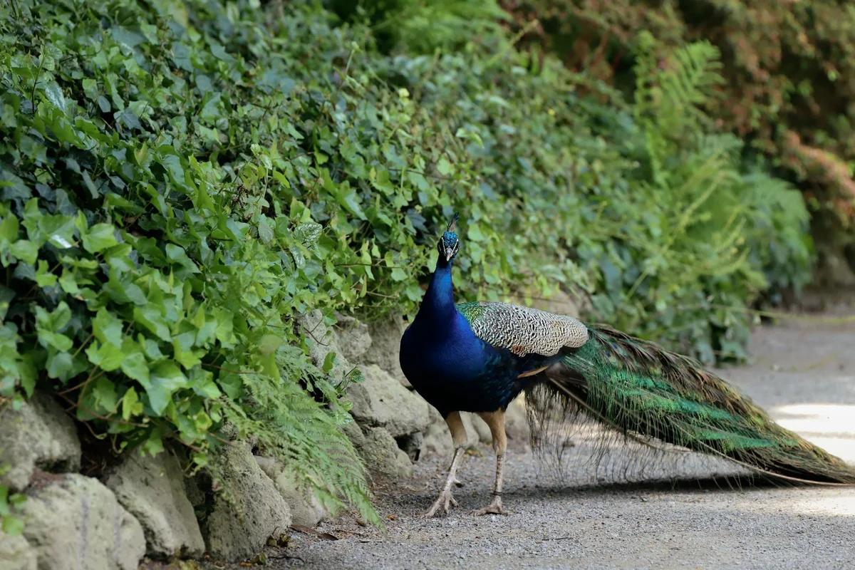 Crystal Palace Gardens view 2
