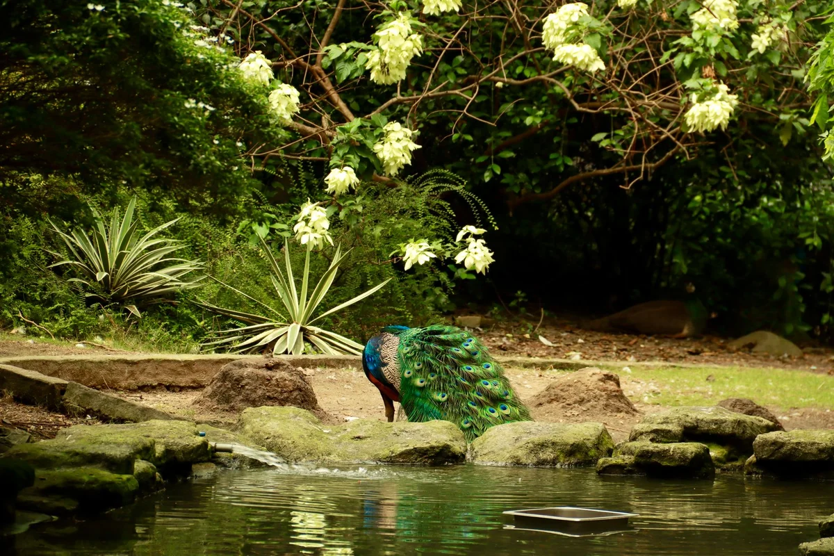 Crystal Palace Gardens feature