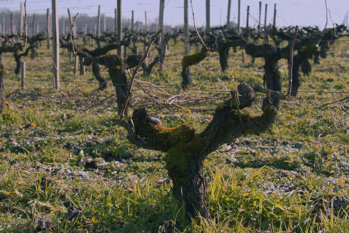 Old Vine House feature