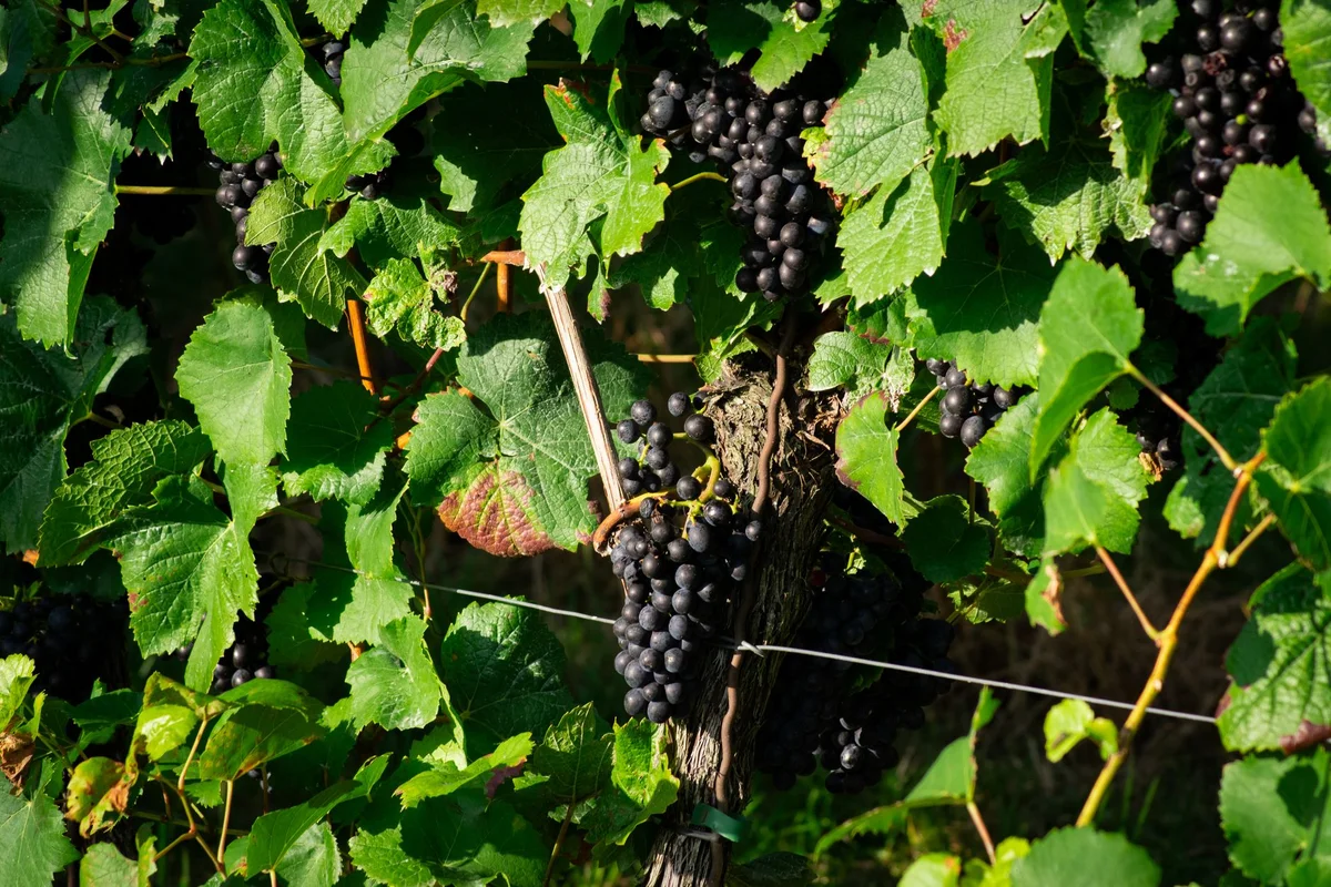 Old Vine House view 1