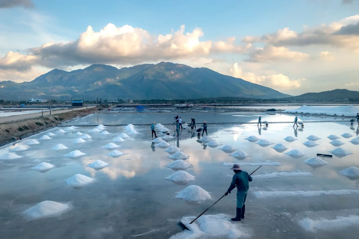 Sečovlje Salt Pans feature