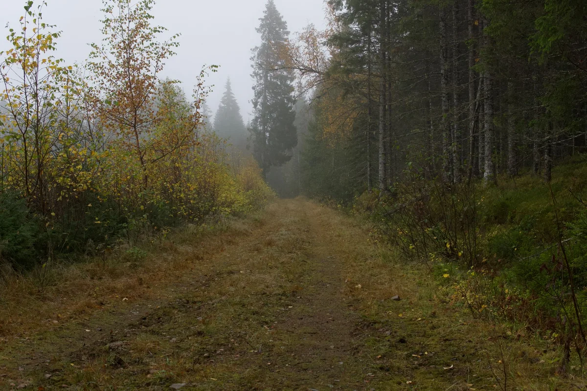 Djurgården Backroads feature