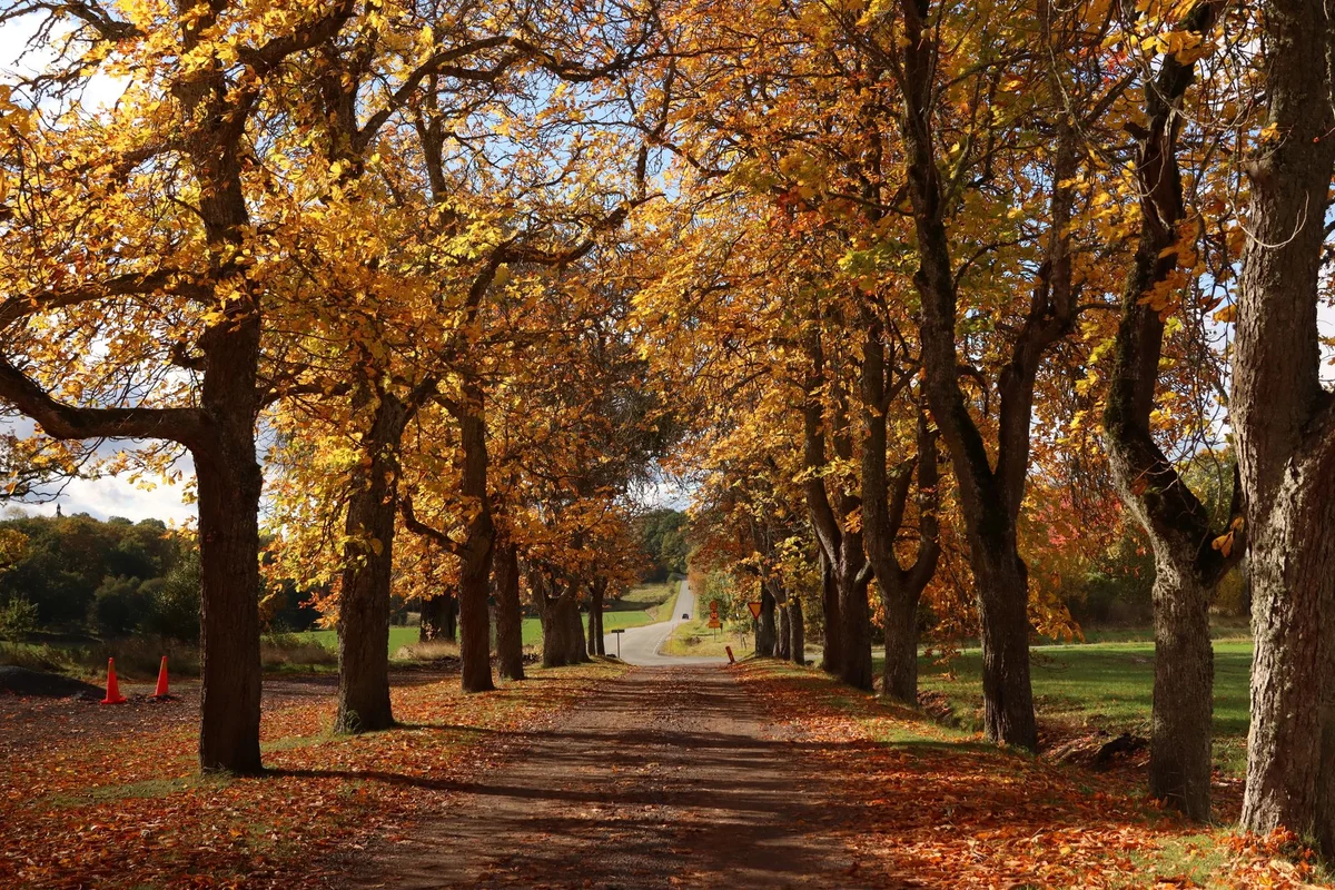 Vasaparken view 1