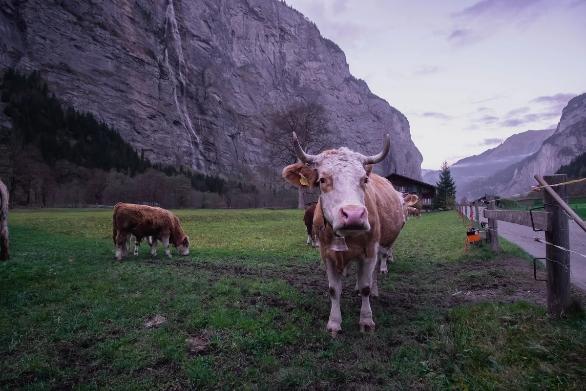 Alp Cheese Dairy Mürren view 1