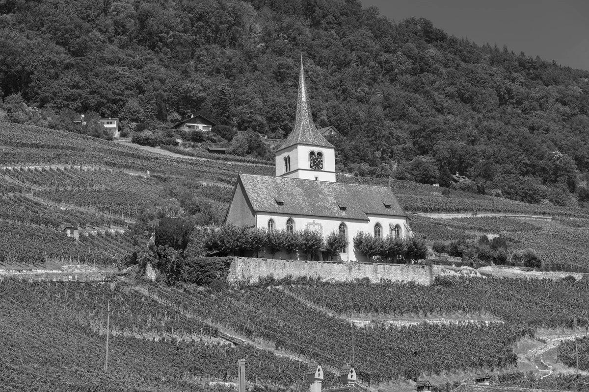 Lavaux Vineyards view 2