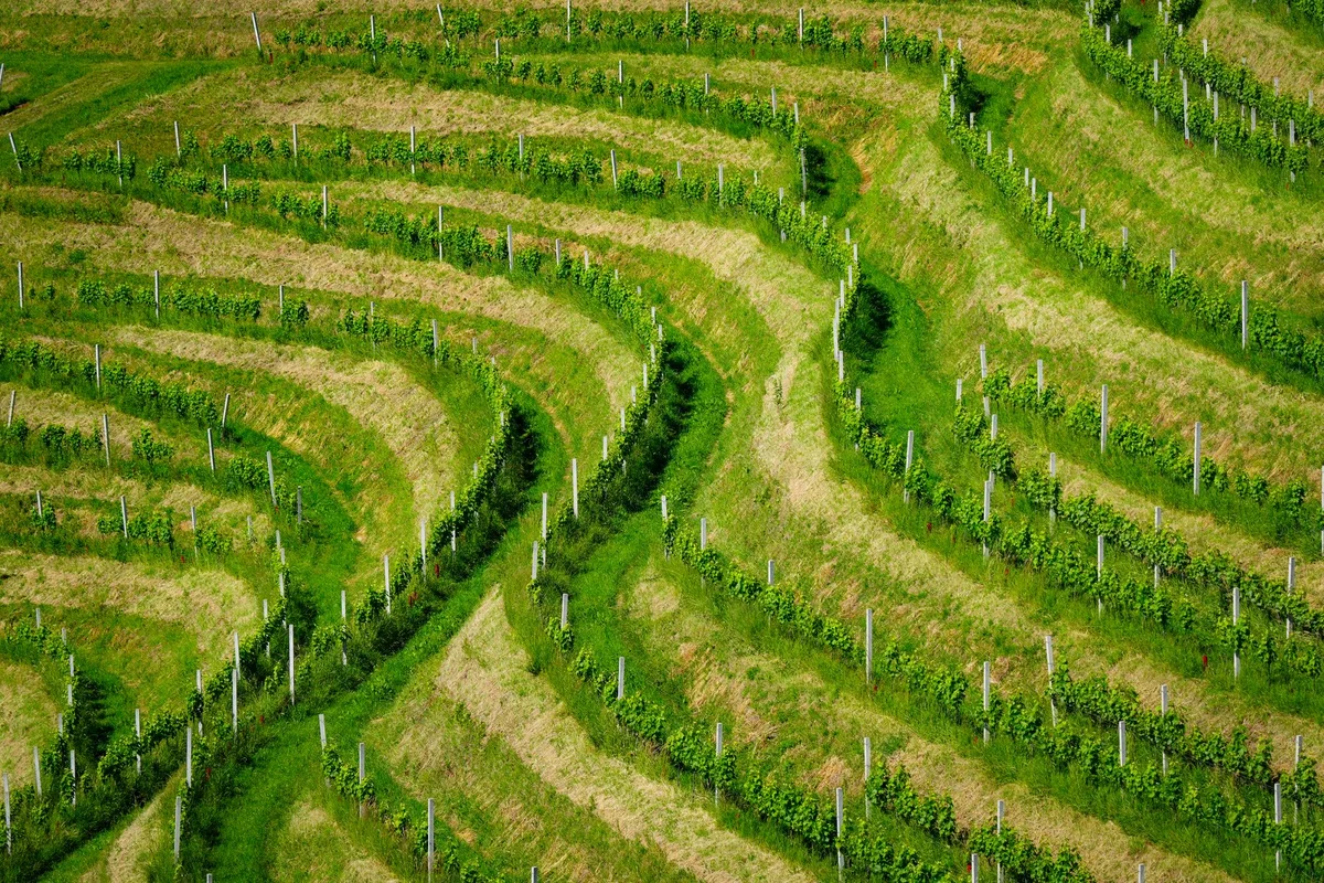 Lavaux Vineyards view 1