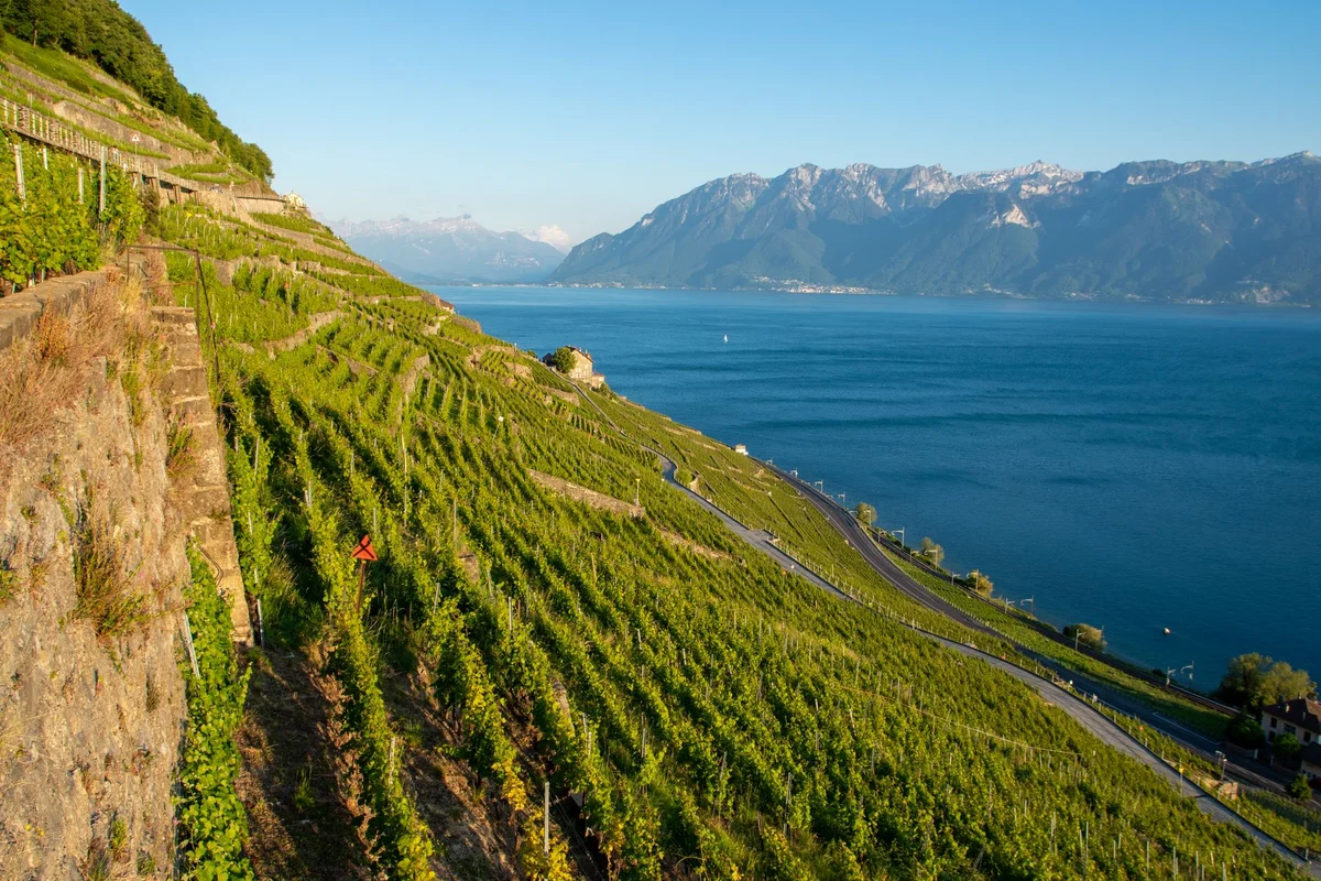 Lavaux Vineyards feature